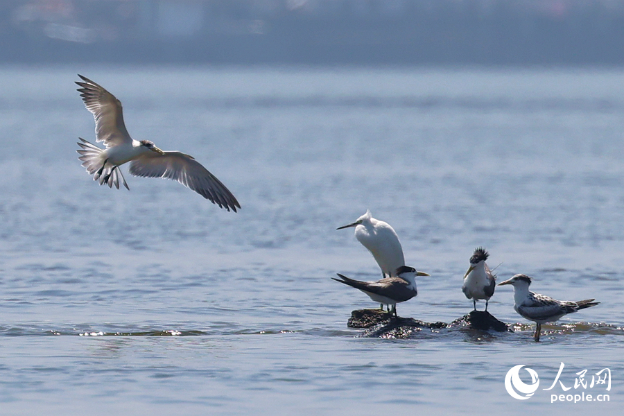 漲潮時(shí)分，鷗鷺在礁石相遇。人民網(wǎng)記者 陳博攝