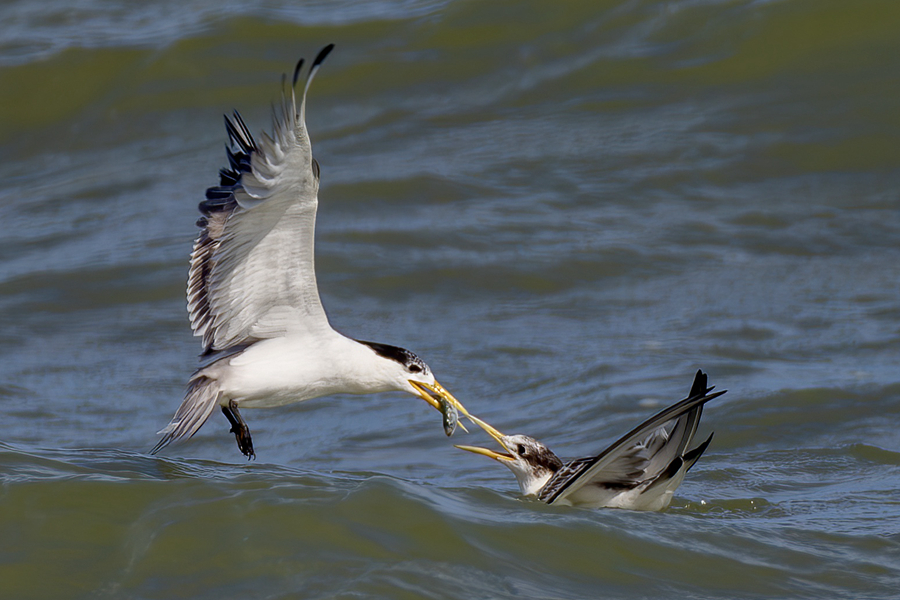 正在喂食的大鳳頭燕鷗?？掠窭z