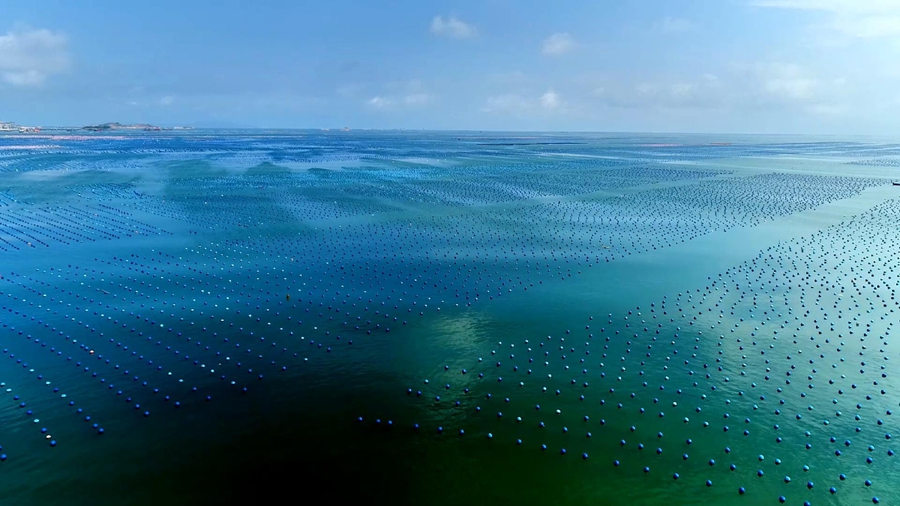 連江淡菜養(yǎng)殖牧場(chǎng)。