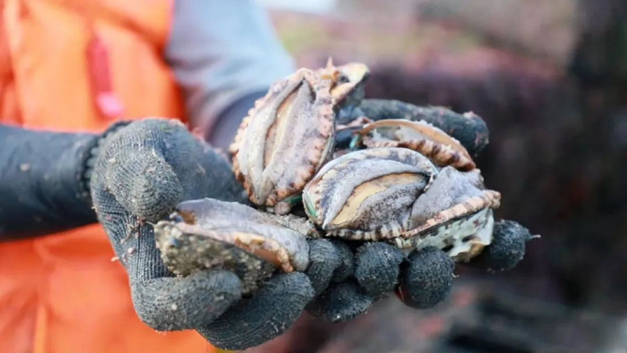 連江下宮鮑魚(yú)上市。
