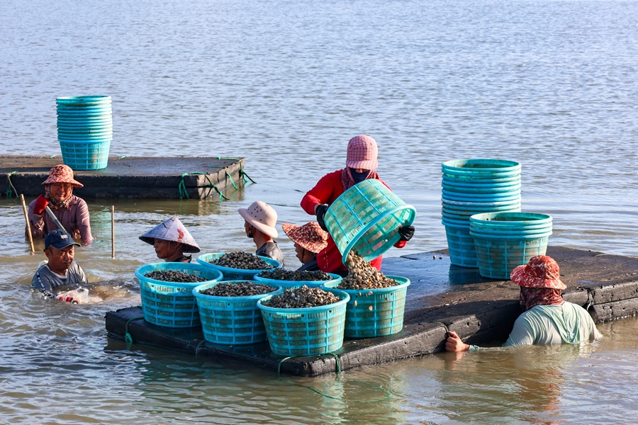 連江曉澳花蛤上市。