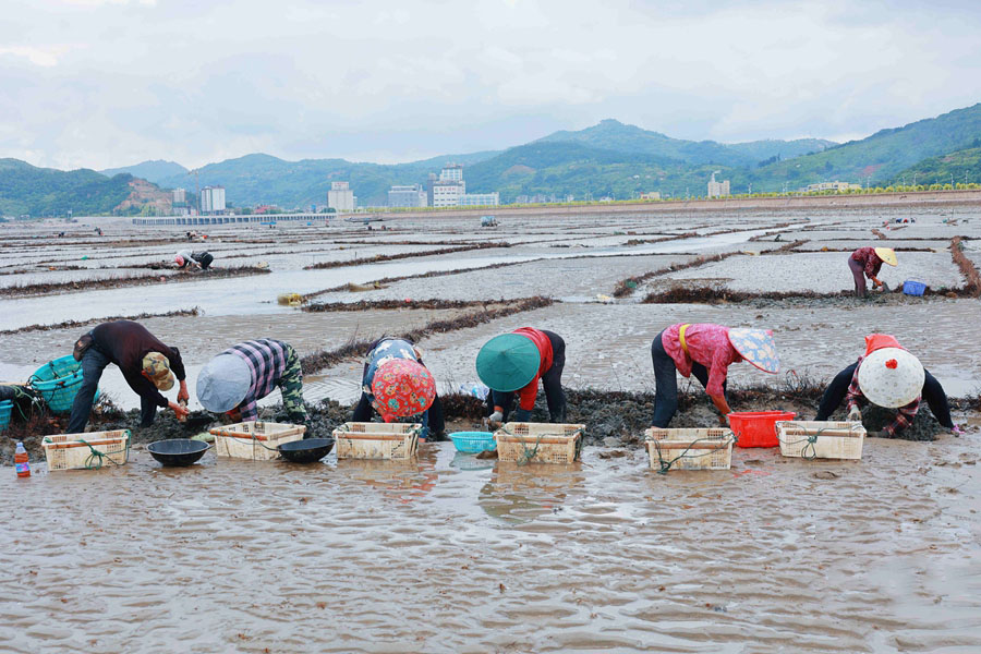 連江曉澳蟶農(nóng)在采收縊蟶。