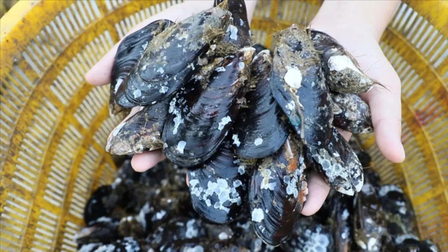 連江淡菜迎來(lái)上市季。