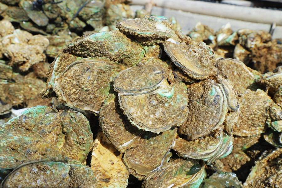 連江三倍體牡蠣。