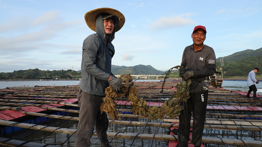 養(yǎng)殖戶正在采收貝類。