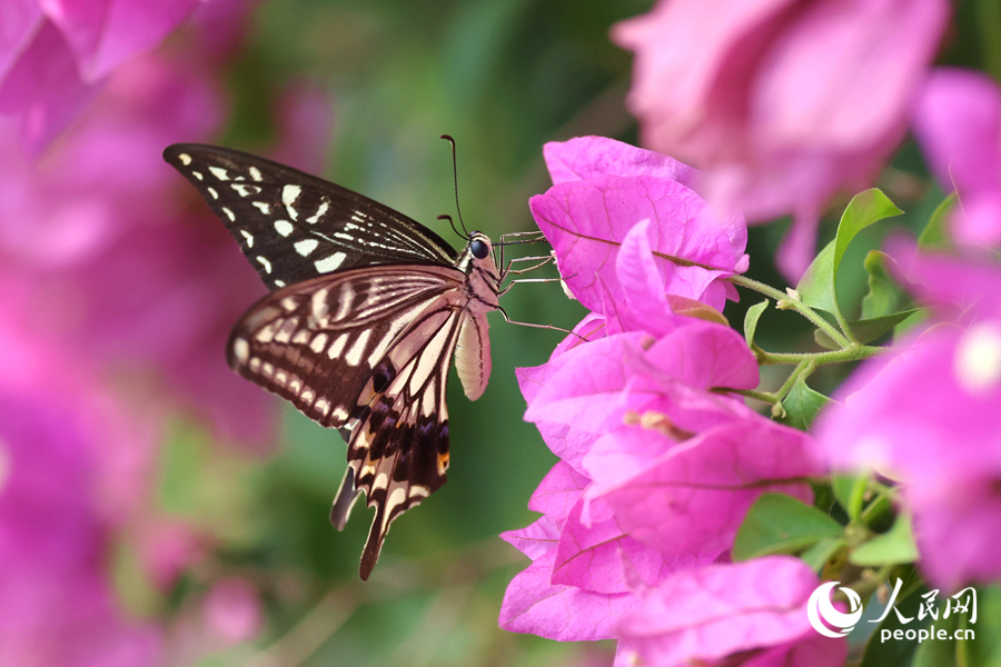 廈門市花三角梅花開絢爛。人民網(wǎng)記者 陳博攝