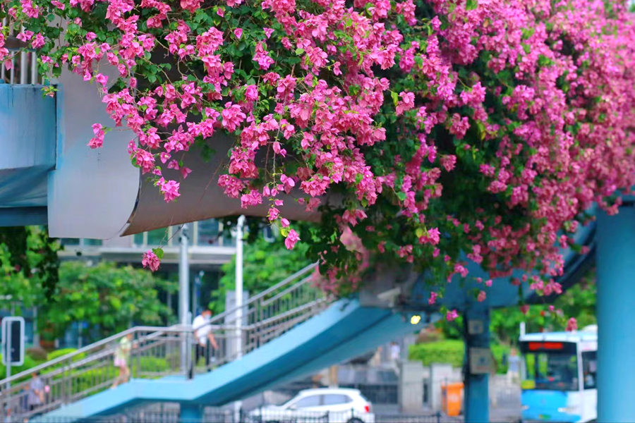 廈門廈禾路天橋上的三角梅花開正艷。林麗華攝