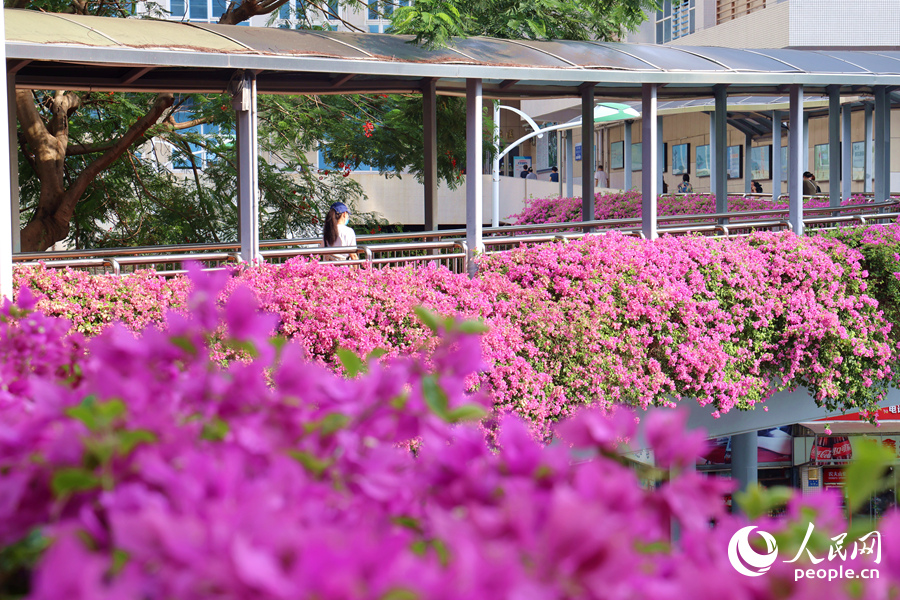 層層疊疊的三角梅花朵鋪滿天橋。人民網(wǎng)記者 陳博攝