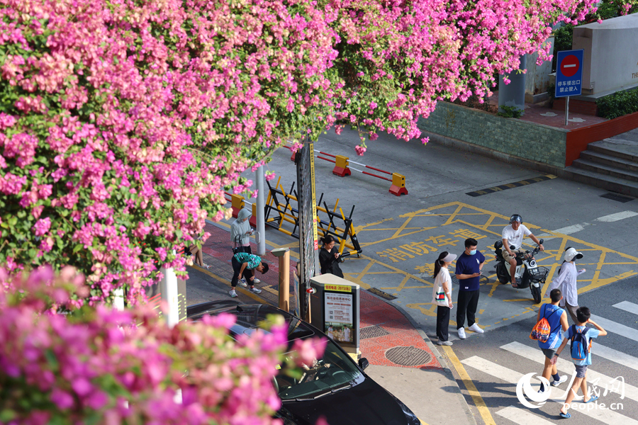 天橋上的三角梅花團(tuán)錦簇，宛如瀑布傾瀉而下。人民網(wǎng)記者 陳博攝
