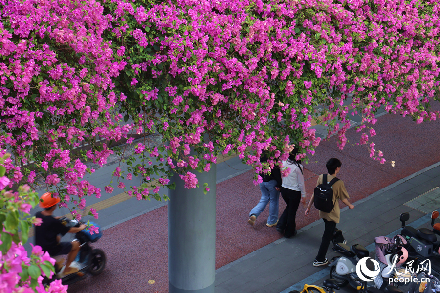 廈門同安路天橋的三角梅垂枝隨風(fēng)搖曳生姿。人民網(wǎng)記者 陳博攝