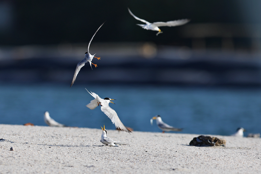 成群白額燕鷗“做客”廈門集美。王協(xié)云攝