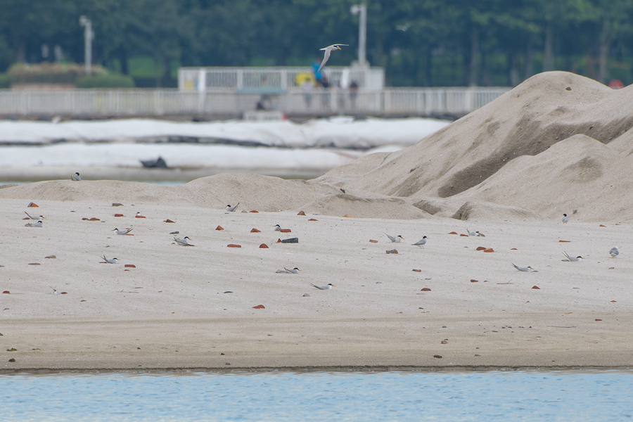 在沙灘上筑巢繁殖的白額燕鷗群。周龍杰攝
