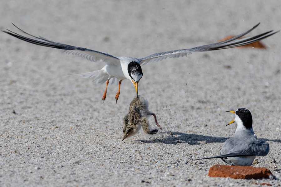白額燕鷗成鳥將“不聽話”的幼鳥叼回巢穴。陳立新攝