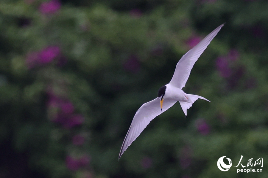 展翅翱翔的白額燕鷗。（資料圖）人民網(wǎng)記者 陳博攝