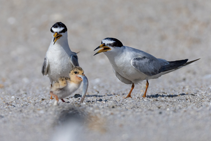 白額燕鷗在沙灘上喂雛。黃嶸