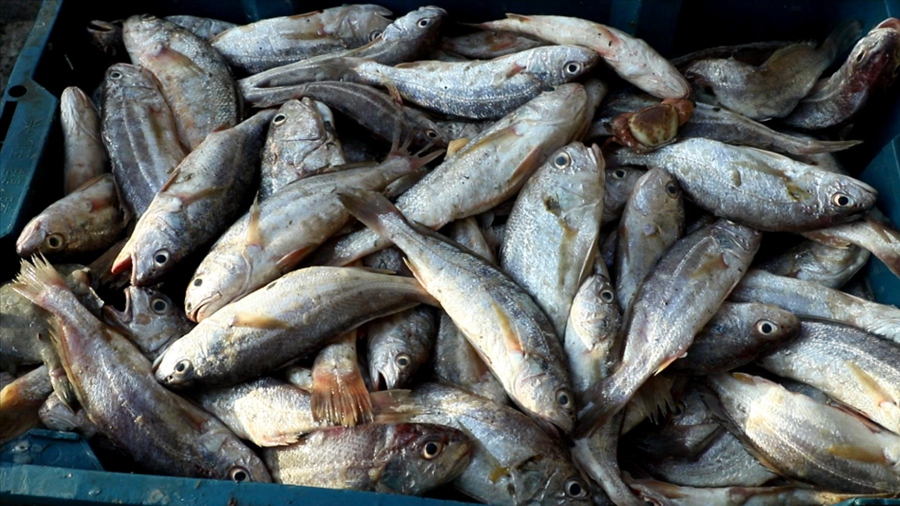 新鮮捕撈的魚。