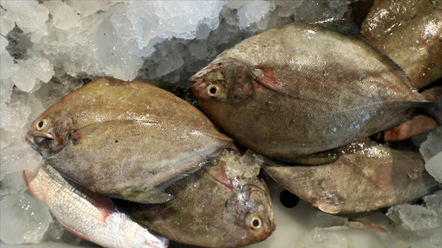 新鮮捕撈的漁獲。