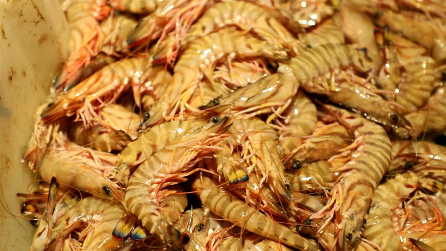 新鮮捕撈的大蝦。