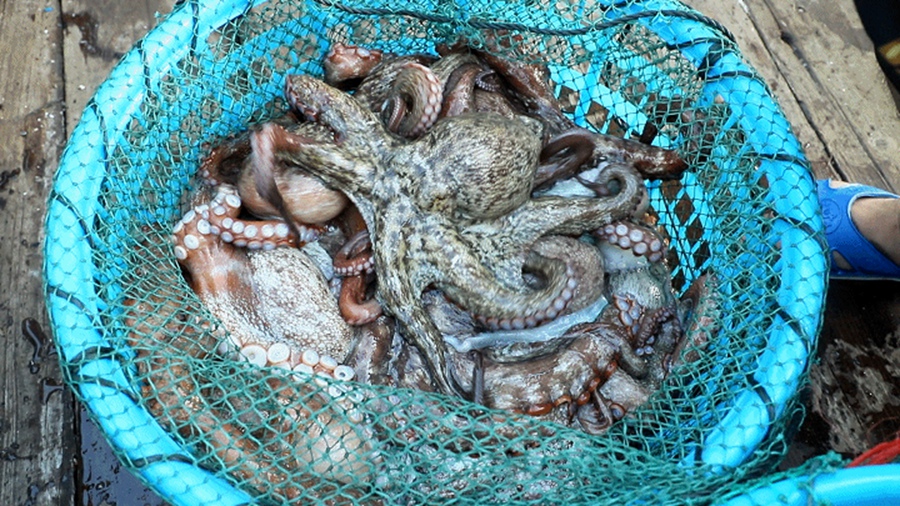 鮮活的章魚。