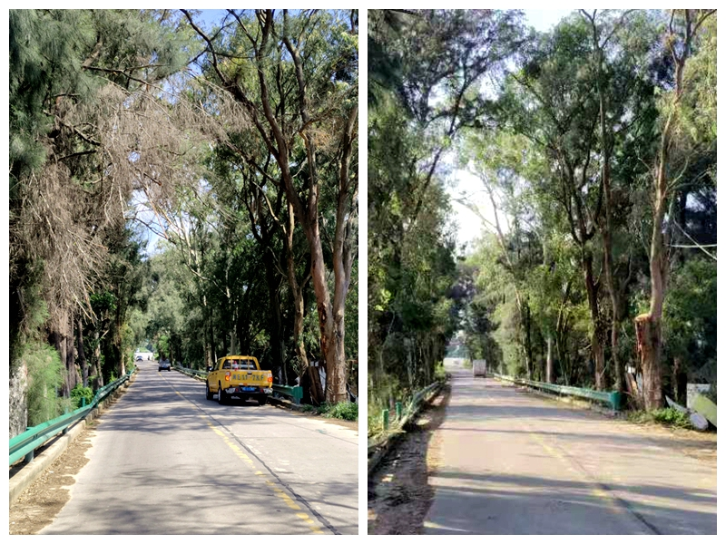 縣郊道路兩側(cè)枯枝修剪前后對比。漳州市東山縣交通運(yùn)輸管理局供圖