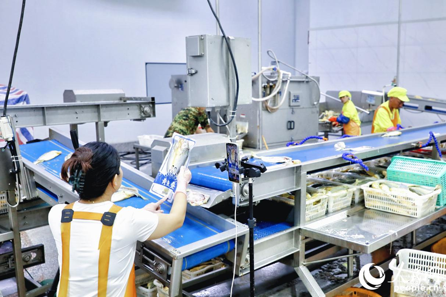 大黃魚(yú)處理車(chē)間內(nèi)，直播帶貨與生產(chǎn)加工齊頭并進(jìn)。人民網(wǎng) 李唯一攝