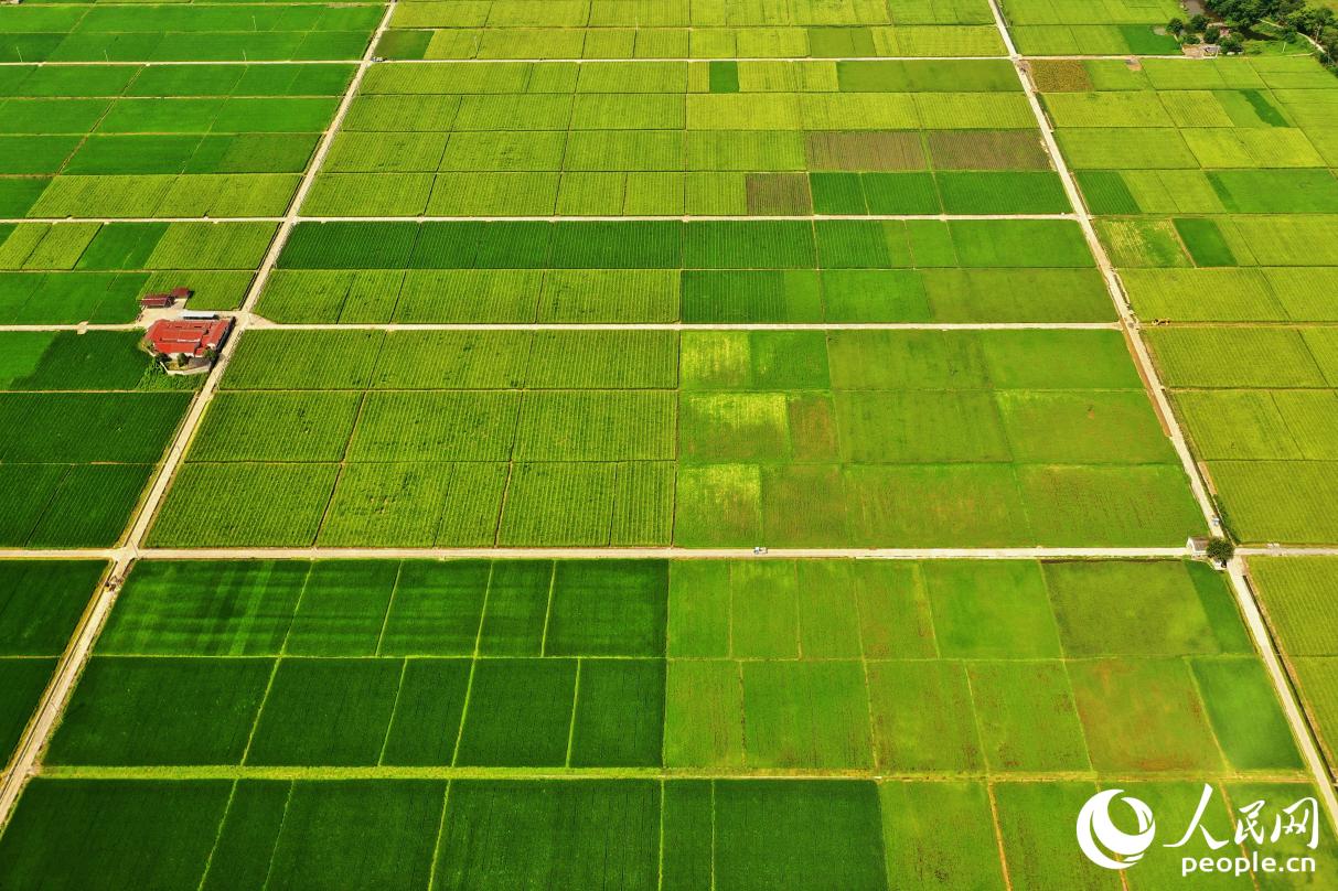 福建省龍巖市連片面積最大的農(nóng)墾區(qū)。人民網(wǎng) 李唯一攝