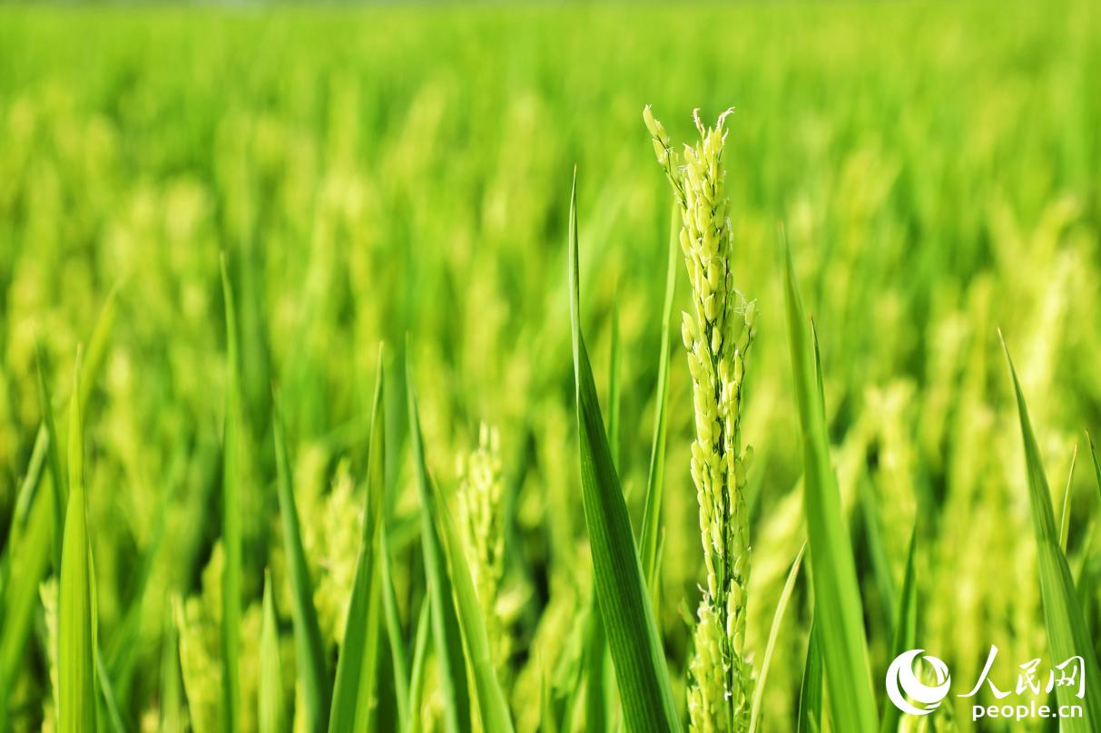 優(yōu)質(zhì)稻長勢良好。人民網(wǎng) 李唯一攝