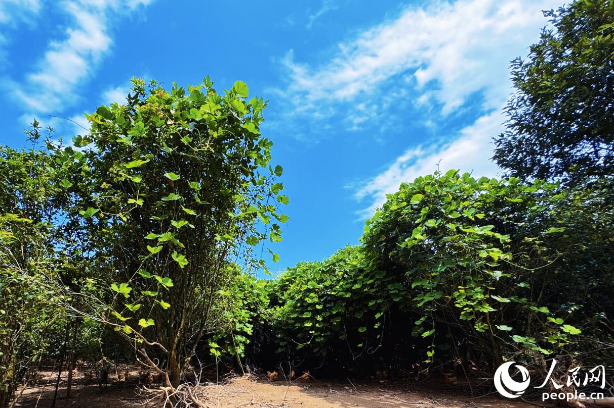 河田鎮(zhèn)養(yǎng)雞場。人民網(wǎng) 李唯一攝