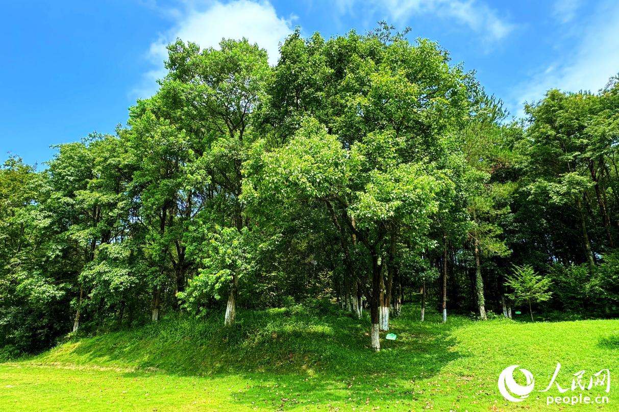 如今的長汀景色怡人。人民網(wǎng) 李唯一攝