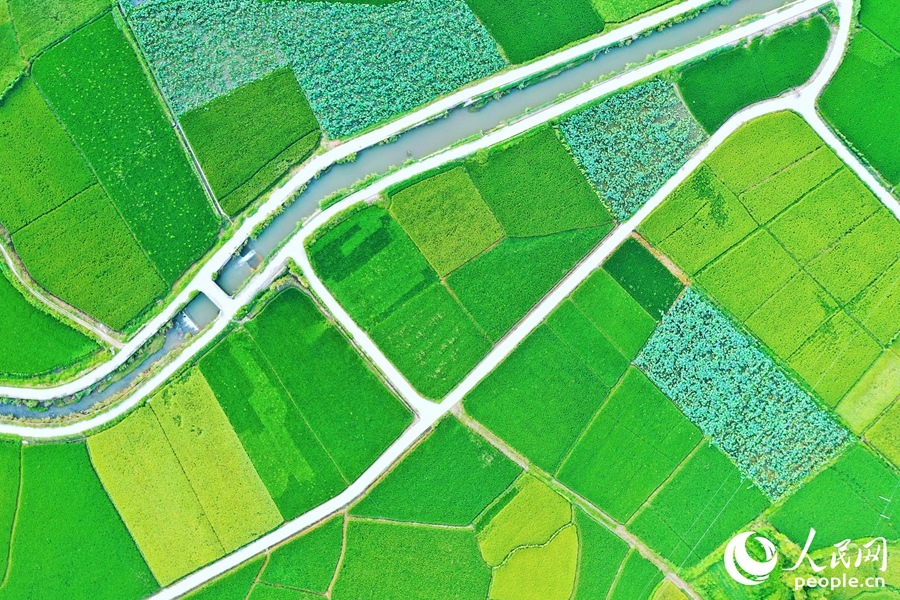 近年來，河龍鄉(xiāng)下伊村已篩選河龍貢米后備品種12個，4項(xiàng)成熟技術(shù)大面積推廣運(yùn)用。人民網(wǎng) 李唯一攝