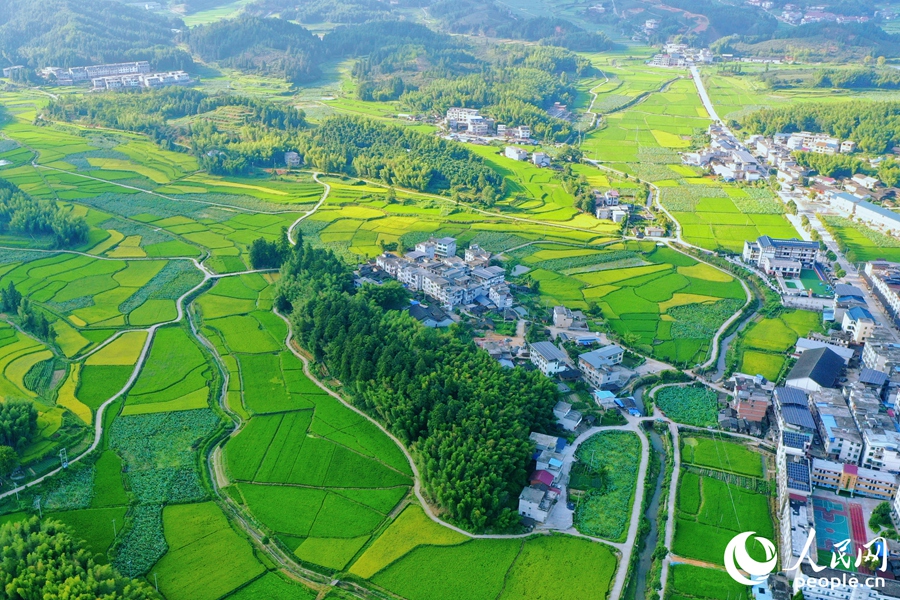 河龍貢米產(chǎn)業(yè)發(fā)展助力鄉(xiāng)村振興。人民網(wǎng) 李唯一攝