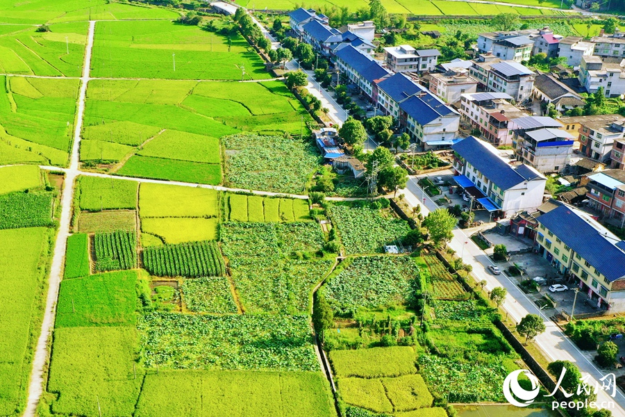 河龍貢米的新稻種“福香占”平均畝產(chǎn)達(dá)569.9公斤，比上一稻種“玉針香”畝產(chǎn)增加25.1%。人民網(wǎng) 李唯一攝