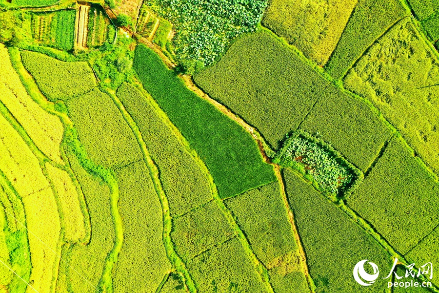 河龍鄉(xiāng)以種植單季稻為主。人民網(wǎng) 李唯一攝