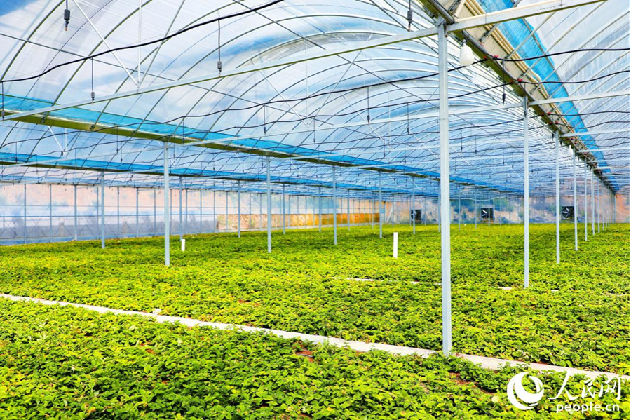 英山鄉(xiāng)鳳洋村的太子參大棚。人民網(wǎng)記者 蘭志飛攝