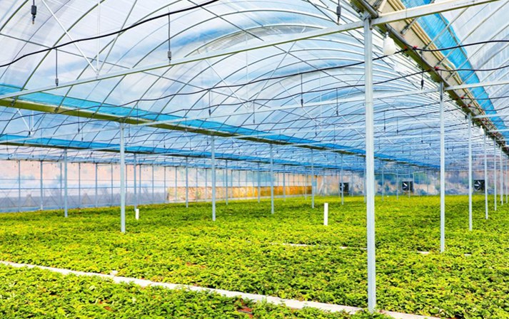 福建這條“參”路，怎樣走向“全國(guó)最大”