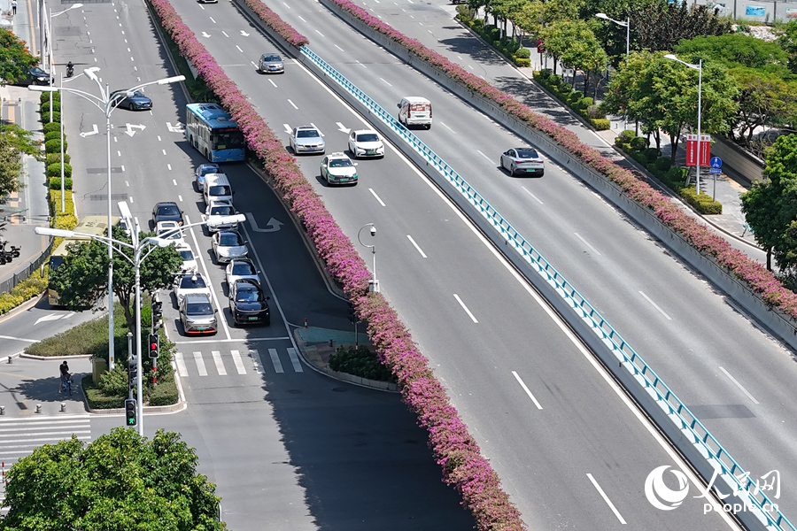 高架橋上的三角梅夾道盛開。人民網(wǎng)記者 陳博攝