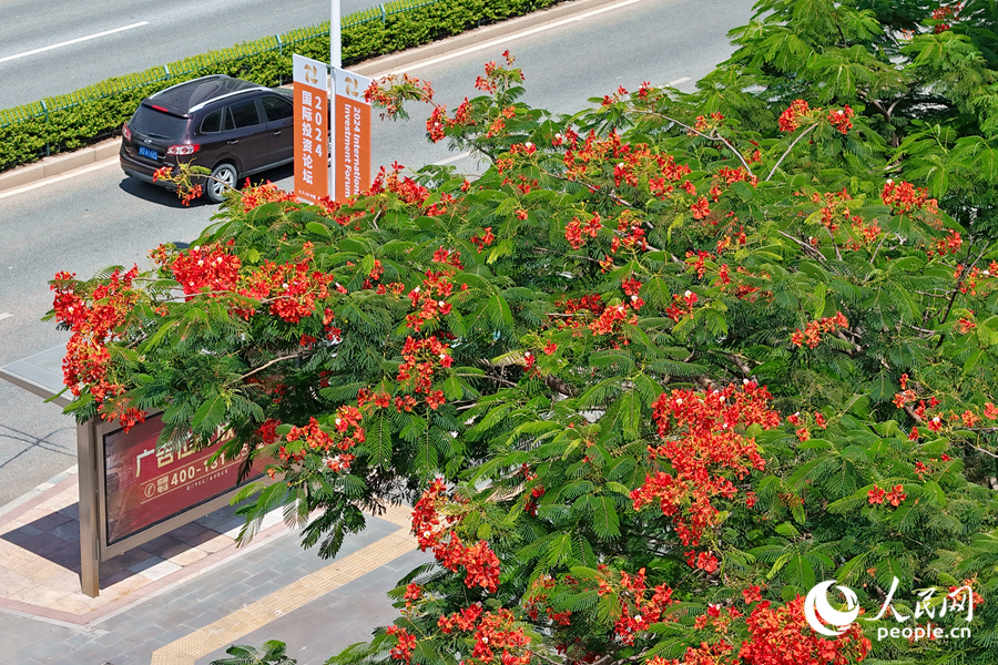 廈門環(huán)島干道旁的鳳凰花開得火熱。人民網(wǎng)記者 陳博攝
