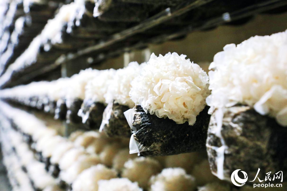 溫控智能化菇房?jī)?nèi)的古田銀耳。人民網(wǎng) 李唯一攝