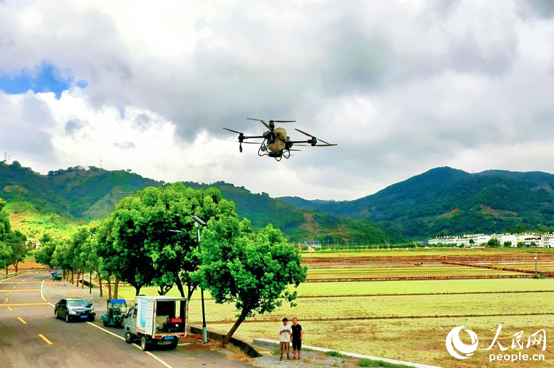 7月末，無人機(jī)在店下鎮(zhèn)萬畝農(nóng)田施肥。人民網(wǎng) 李唯一攝