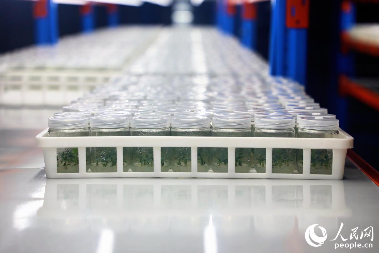 柘榮縣的太子參植物工廠。人民網(wǎng) 李唯一攝