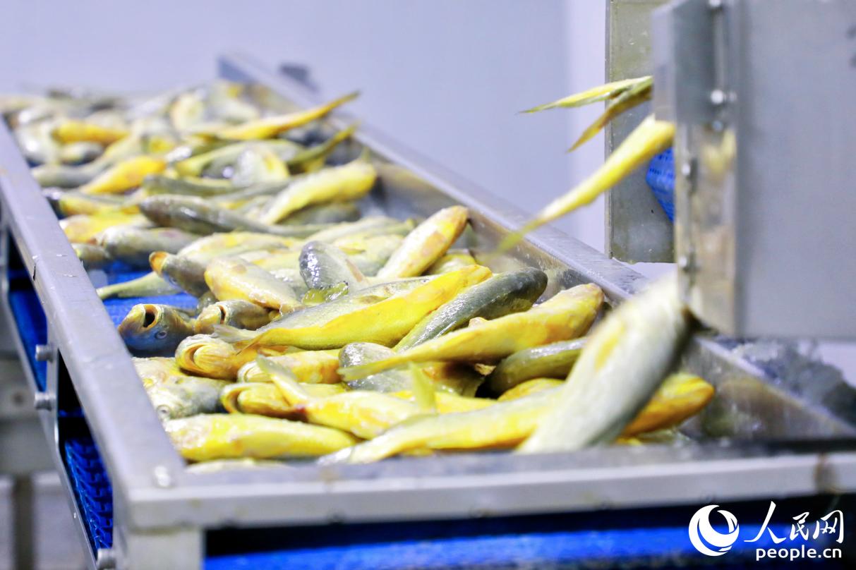 福建趕海水產(chǎn)有限公司的大黃魚處理車間。人民網(wǎng) 李唯一攝