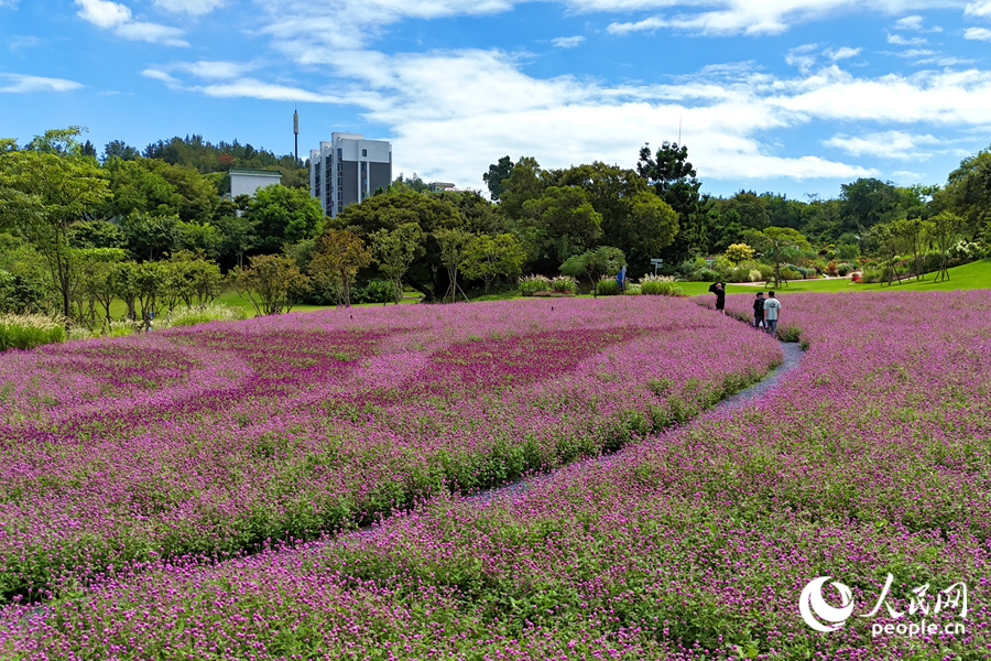 在廈門(mén)市園林植物園西山園中，千日紅花海如夢(mèng)如幻。人民網(wǎng)記者 陳博攝