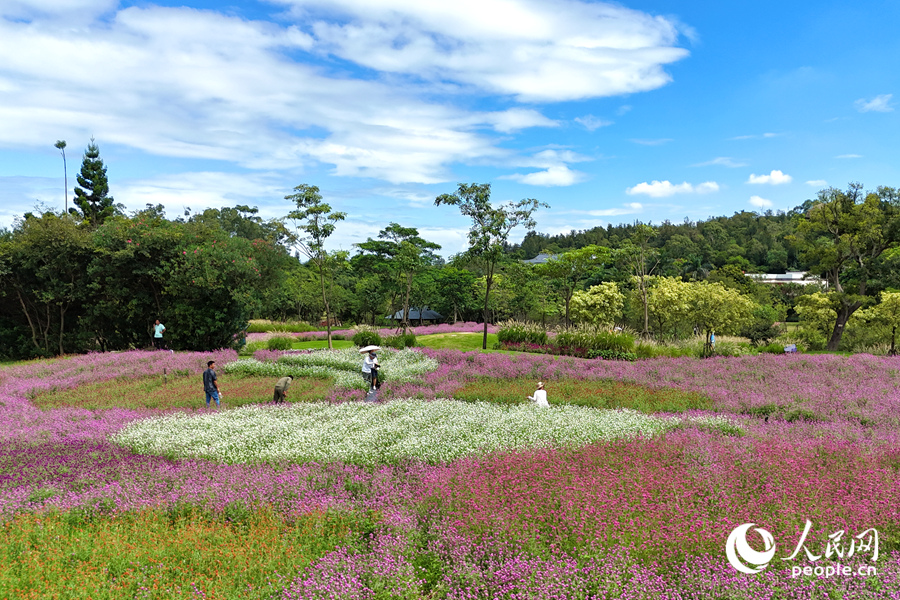 藍(lán)天白云下，各色千日紅爭(zhēng)奇斗艷。人民網(wǎng)記者 陳博攝