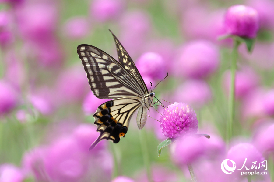 蝴蝶在花海中流連。人民網(wǎng)記者 陳博攝
