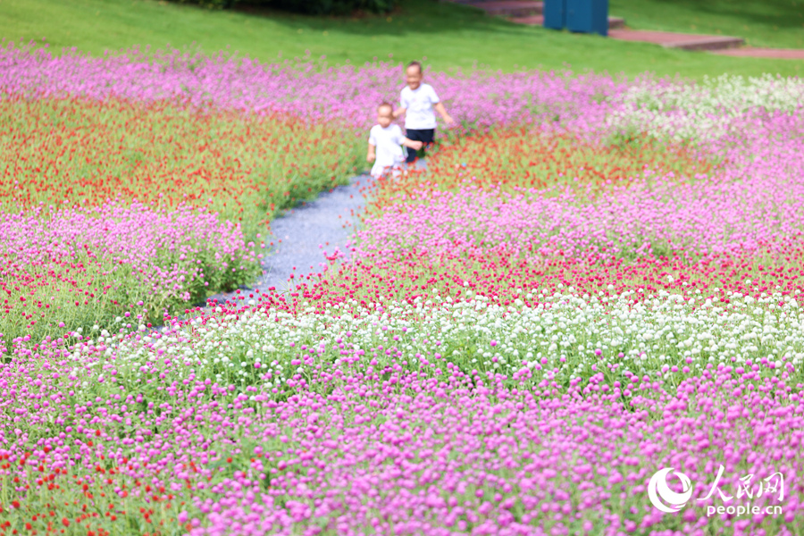 孩童結(jié)伴在花海小徑上追逐嬉戲。人民網(wǎng)記者 陳博攝