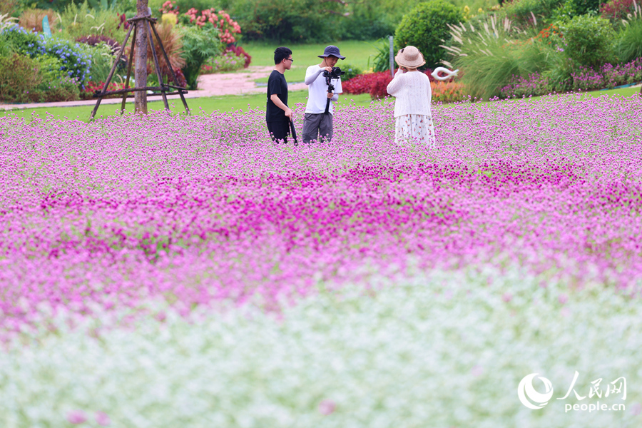 攝影愛(ài)好者在花海中拍照取景。人民網(wǎng)記者 陳博攝