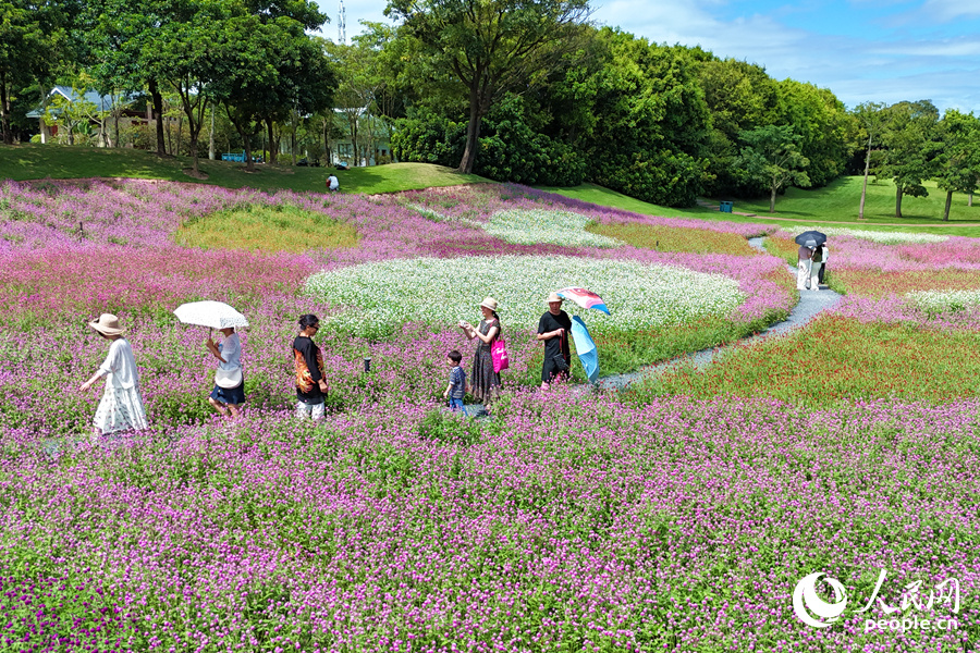 火辣辣的陽(yáng)光擋不住人們外出賞花的腳步。人民網(wǎng)記者 陳博攝