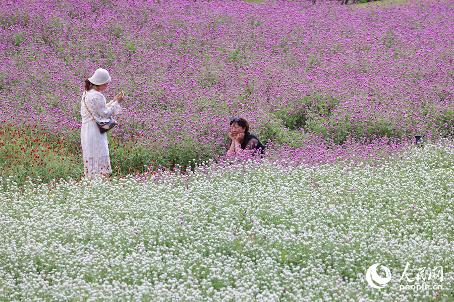 市民游客徜徉于花海之中。人民網(wǎng)記者 陳博攝