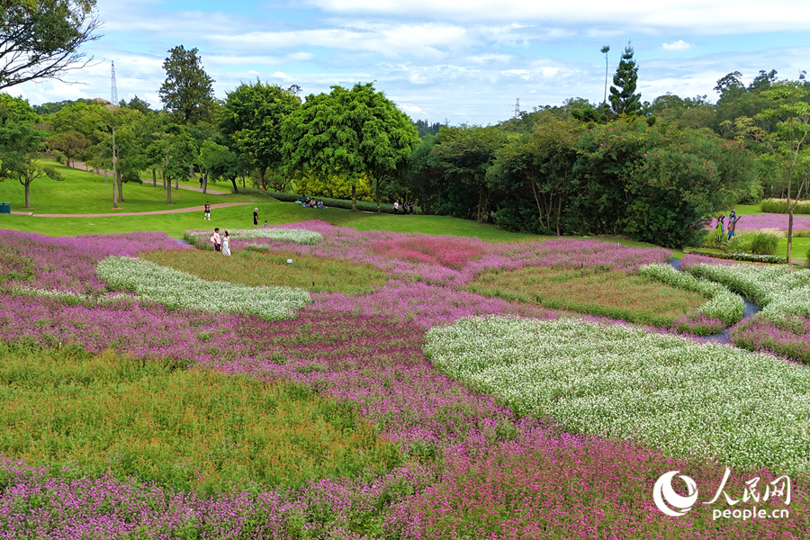 千日紅正值盛花期，賞花正當(dāng)時(shí)。人民網(wǎng)記者 陳博攝