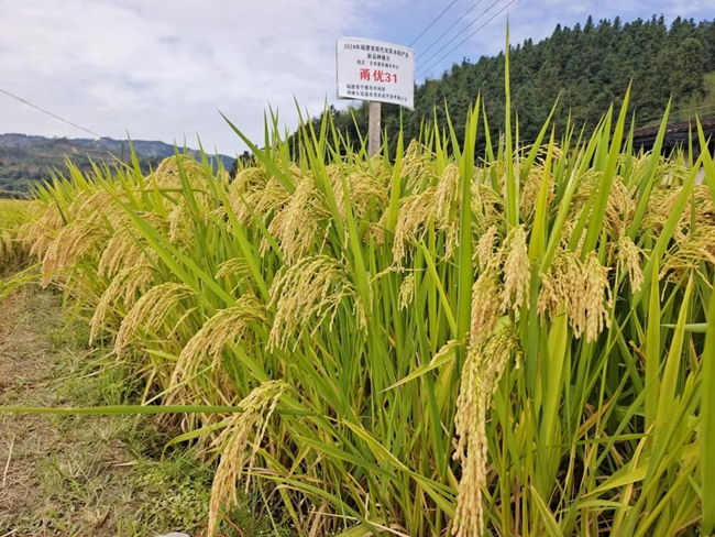 優(yōu)質(zhì)高產(chǎn)新品種